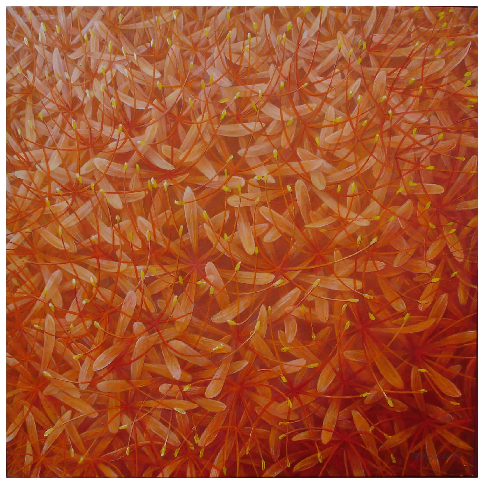 „Genesis 8“ (Haemanthus-katharine) 2011