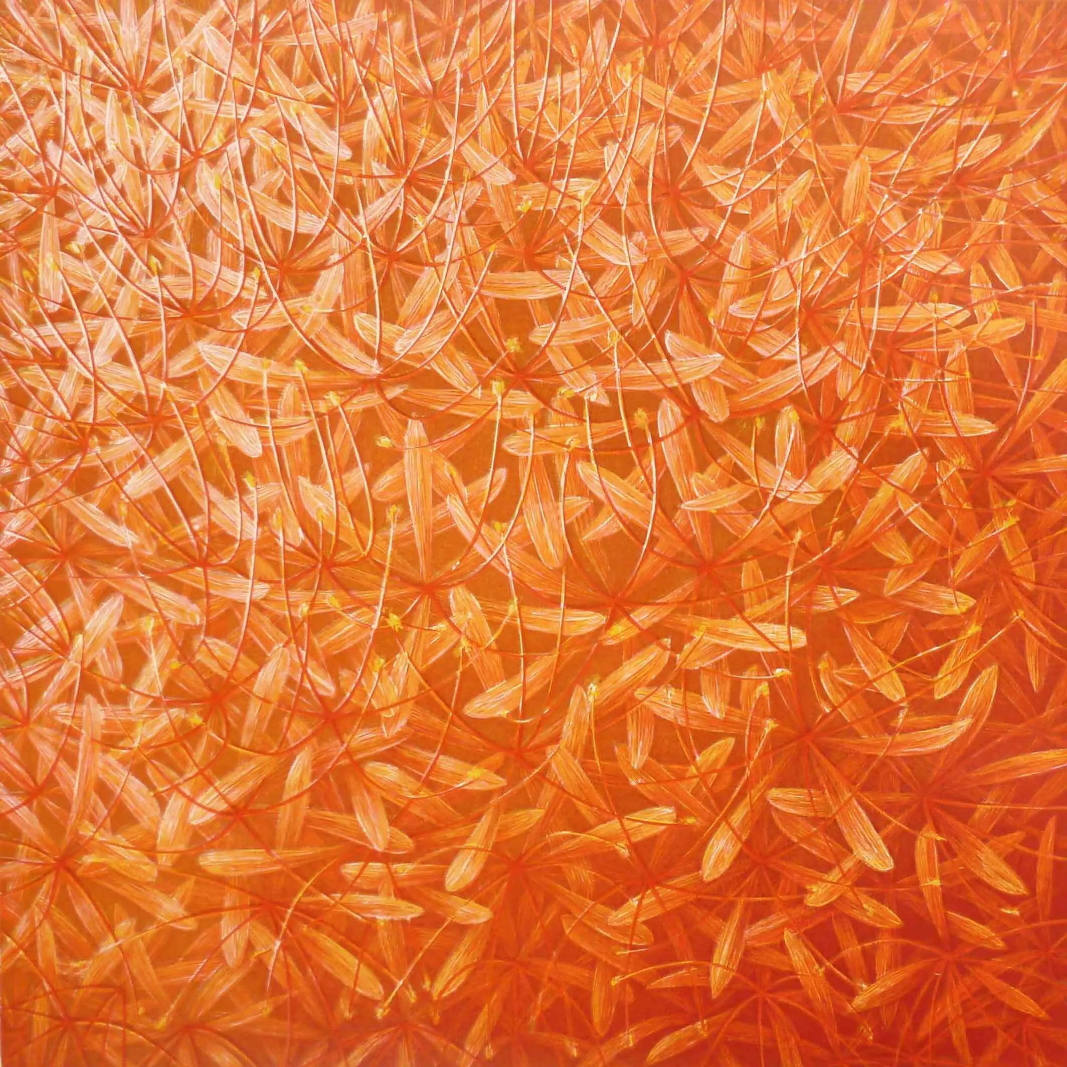 "Genesis VIII" (Orange /Haemanthus-katharine)