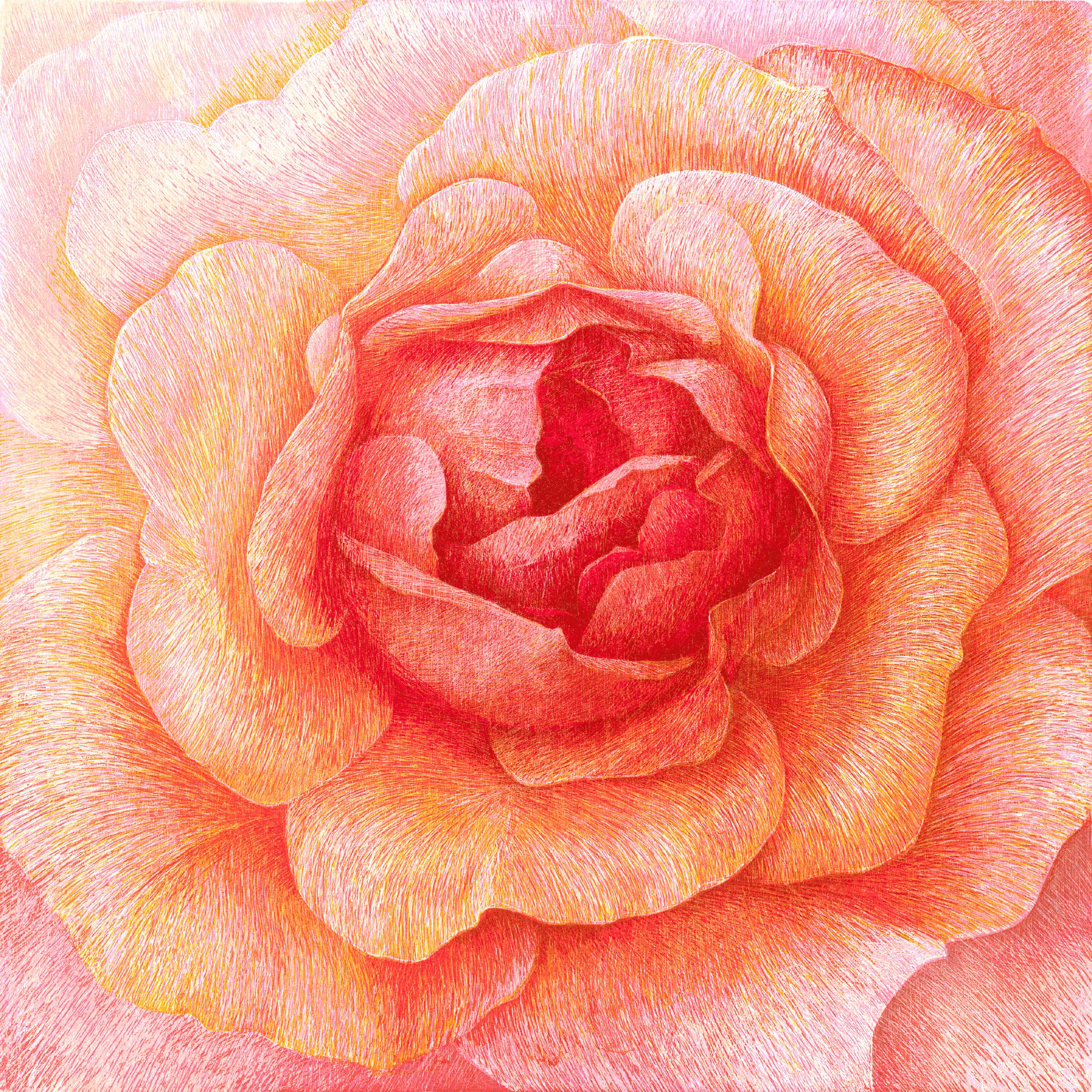 „Donum Dei“ (Rose Aprikola) 2004