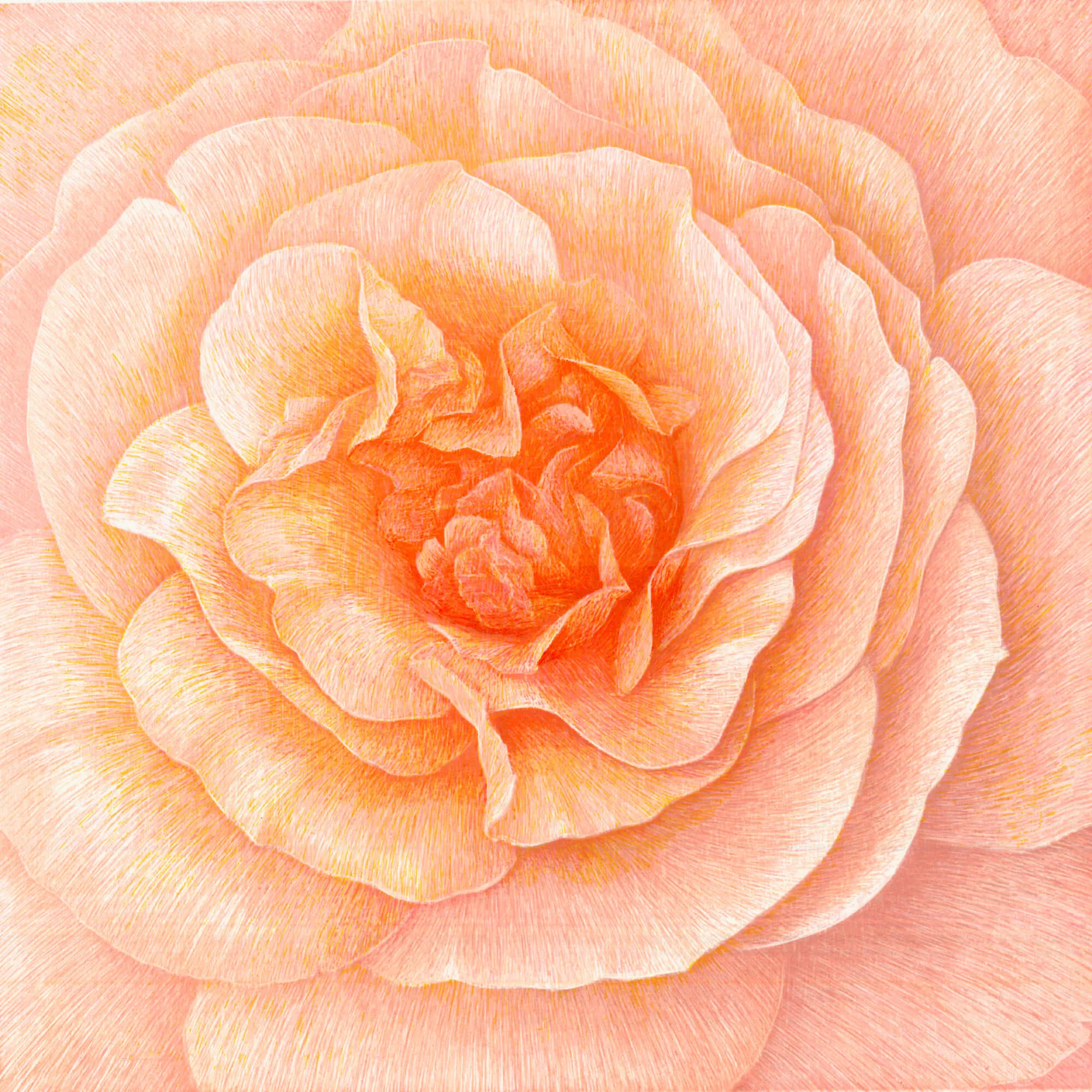 "Donum Dei (Sangerhäuser Jubiläumsrose)" 2005