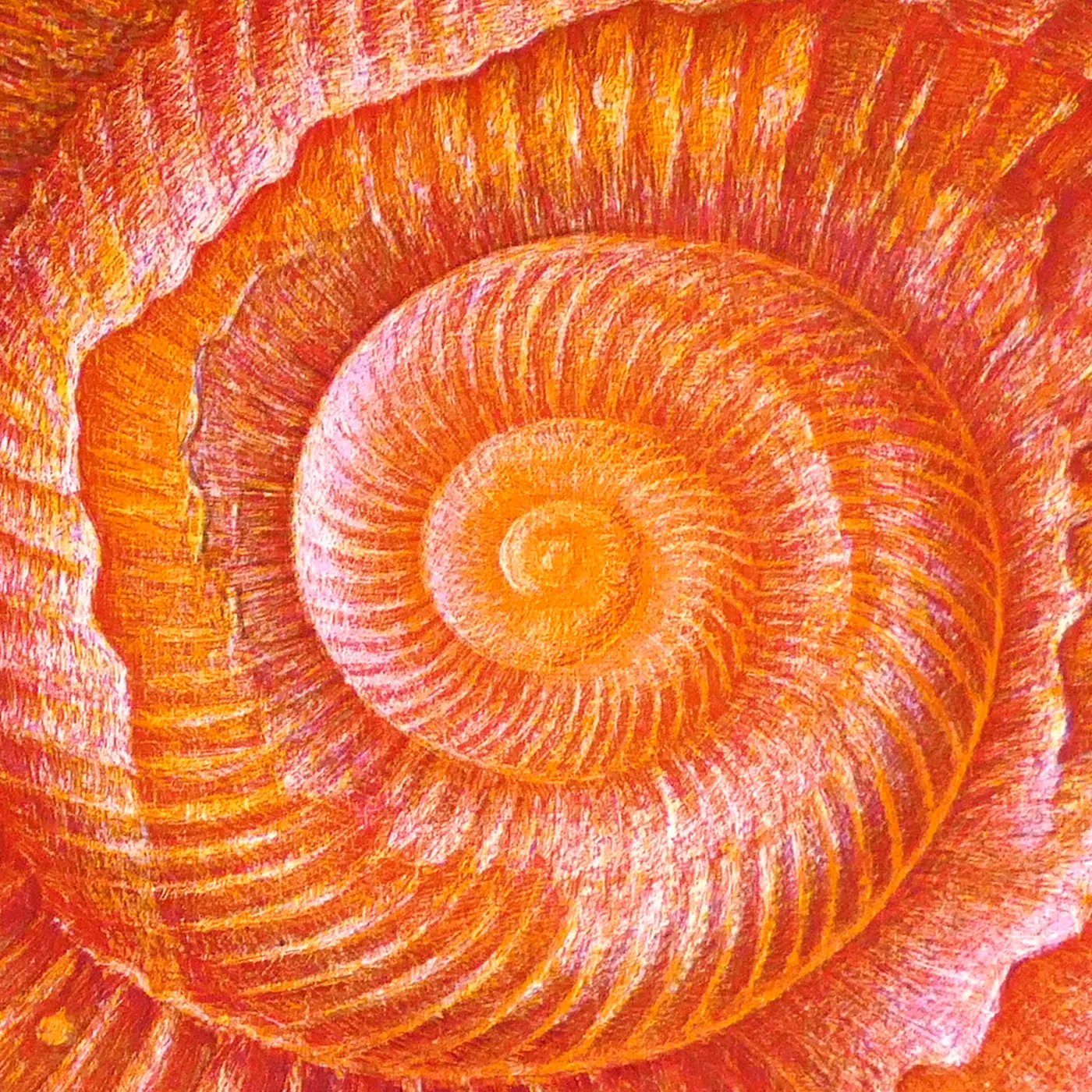 Detailausschnitt: das Zentrum der Ammoniten-Spirale in Originalgröße